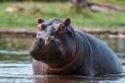 Portrait of an alert hippopotamus in the water Khwai Concession Area-Okavango-Botswana Art Print